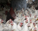 Из-за птичьего гриппа в Подмосковье уничтожено 400 тысяч кур