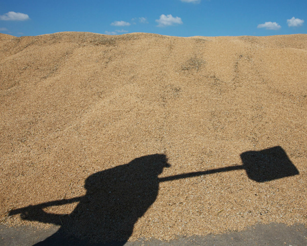 Ткачев: зерно будет основным источником экспортных доходов
