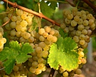 На крымские сады и виноградники выделено 650 млн рублей