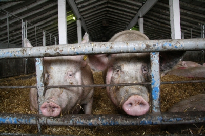 Калининградская свинина пришла на белорусский рынок