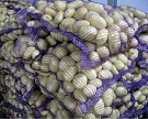 Беларусь продолжит экспорт картофеля в Россию