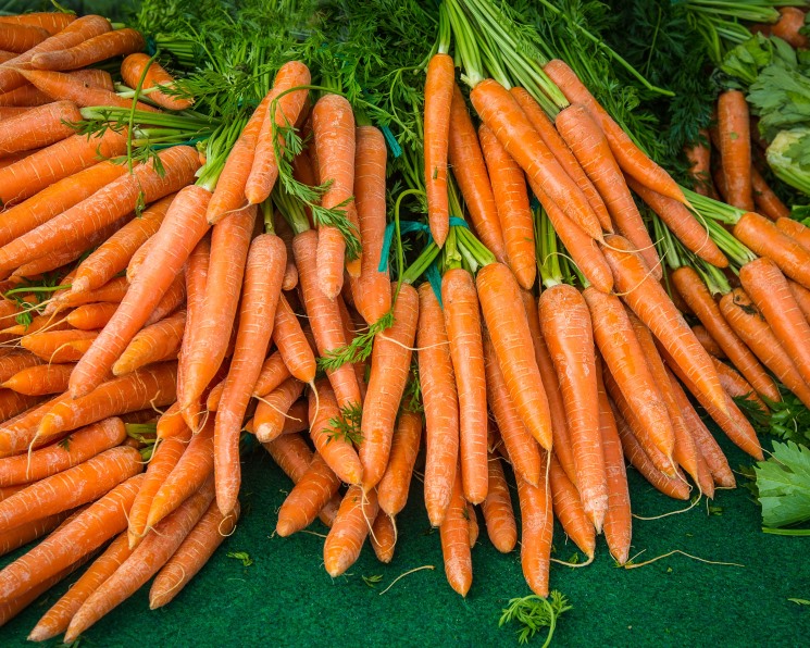 Выведена устойчивая к засолению морковь