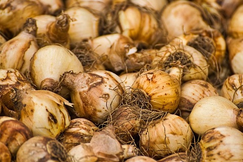 Новосибирский инвестор начнет производить луковицы тюльпанов и семенной картофель