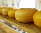 Австрия заинтересована в производстве сыров в Ингушетии