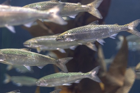 Росрыболовство рассматривает варианты стабилизации цен на рыбу