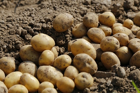 Цены на картофель нового урожая будут привлекательны для производителей