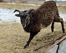 Якутские животноводы займутся разведением уникальных гибридных овец
