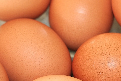 Минсельхоз планирует расширить географию поставок инкубационных яиц в Россию