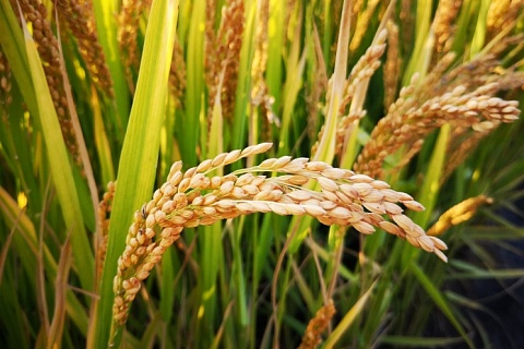 «АФГ Националь» увеличил урожай риса