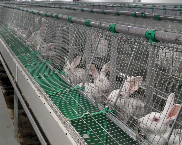 Производство крольчатины вырастет в шесть раз