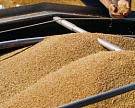 Россия не будет вводить зерновое эмбарго
