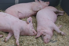 «Мерси Трейд» уничтожит 22 тысячи свиней из-за ящура