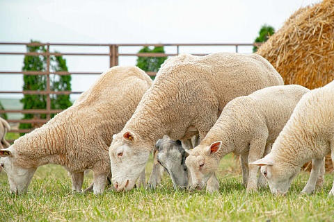 «Дамате» начала поставку овец по грантам фермерам Северного Кавказа