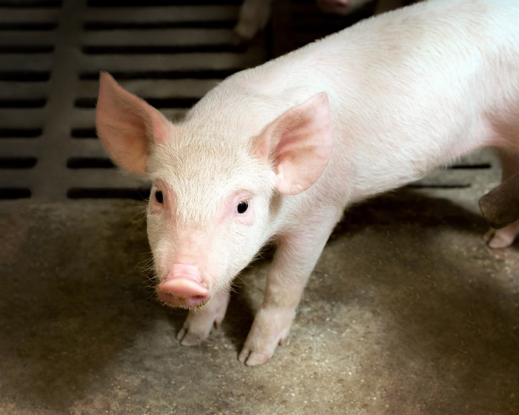Инновации для свиньи. Новые разработки для поддержания здоровья животных