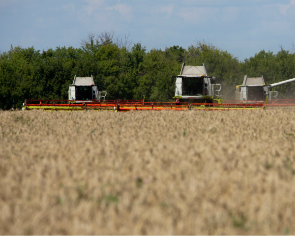 Сбор пшеницы вырос на четверть и почти достиг 30 млн тонн