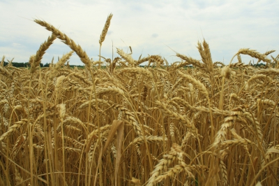 Минсельхоз повысил минимальные закупочные цены на зерно
