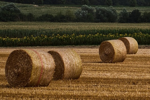 Компания «Август» купила 45 тысяч гектаров сельхозземли в Татарстане