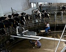 Реализация молока в Подмосковье сократилась на 5,5%