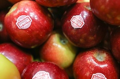 Урожай яблок может достигнуть миллиона тонн