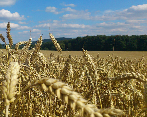 Минсельхоз США вновь повысил прогноз по урожаю зерновых в России до 114,5 млн тонн