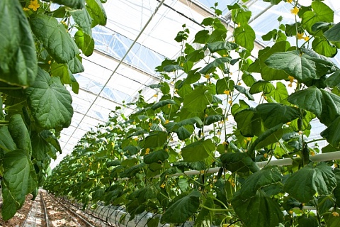 Производство тепличных овощей с начала года выросло на 2,3%