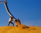 МСХ ждет падения темпов экспорта зерна