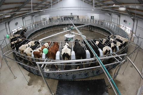 «ЭкоНива» через год намерена стать крупнейшим производителем молока в мире