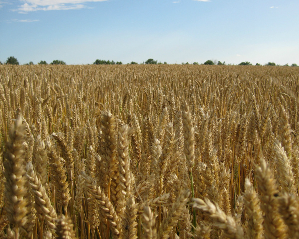 Россия экспортировала рекордные 33,9 млн тонн зерна