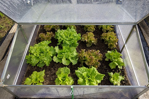 «Елецкие овощи» откроют салатный цех за 1,3 млрд рублей