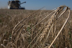 Урожайность пшеницы — на трехлетнем минимуме