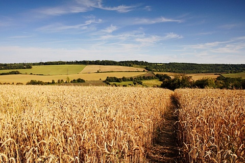 Коронавирус стал причиной резкого роста цен на пшеницу