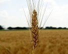 Прогноз валового сбора зерна снижен на 5 млн т