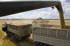 Минэкономразвития спрогнозировало урожай зерна в 2024 году