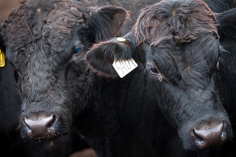 Доля говядины от КРС мясных и помесных пород увеличилась до 17%