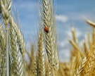 Союз зернопроизводителей просит субсидировать органическое производство