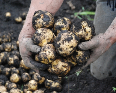 Способ борьбы с картофельной нематодой
