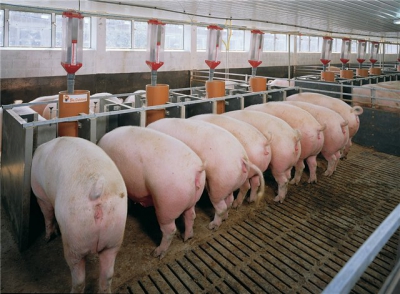 В Ульяновской области построят крупный свинокомплекс