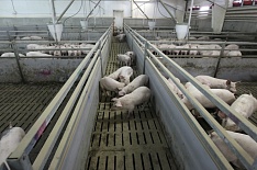 «Русагро» начала заселение свиноводческого кластера в Приморье