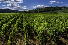 «Абрау-Дюрсо» купила 850 гектаров под виноградники
