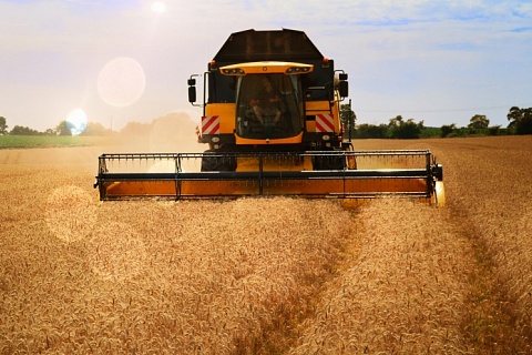 Минсельхоз понизил прогноз урожая зерна