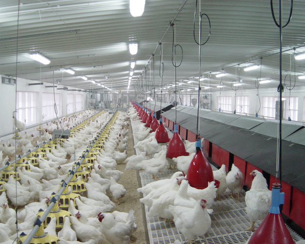 Система вентиляции для оптимального микроклимата на птицефабрике