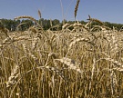 В январе-феврале Россия экспортировала 2 млн т пшеницы
