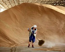 Экспорт пшеницы из России на 1,5 млн т ниже, чем год назад