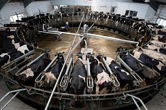 «ЭкоНива» намерена инвестировать в органическое молоко