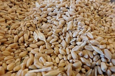 Доля зерна в российском агроэкспорте превысила 36%