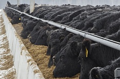 «Мираторг» инвестирует 1 млрд рублей в производство говядины вагю