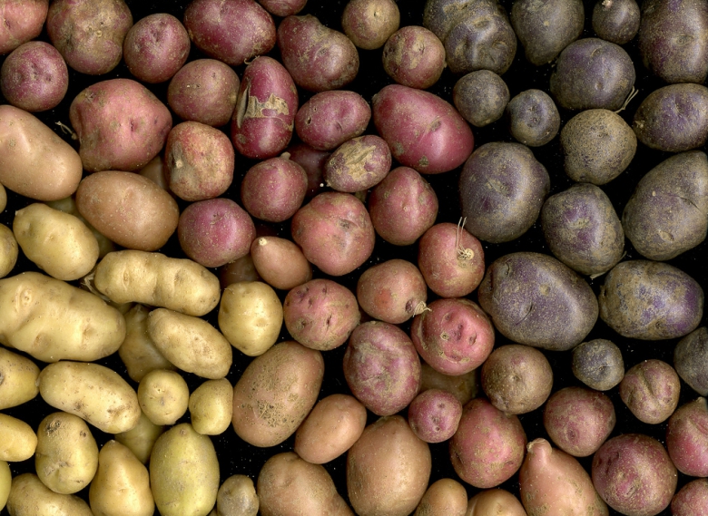 В Воронежской области много картофеля