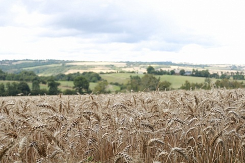 Минсельхоз США не стал менять прогноз урожая пшеницы и подсолнечника для России