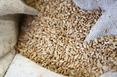 Цены на пшеницу и муку достигли максимумов