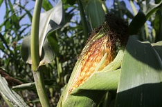 Урожай кукурузы может снизиться до минимума с 2012 года